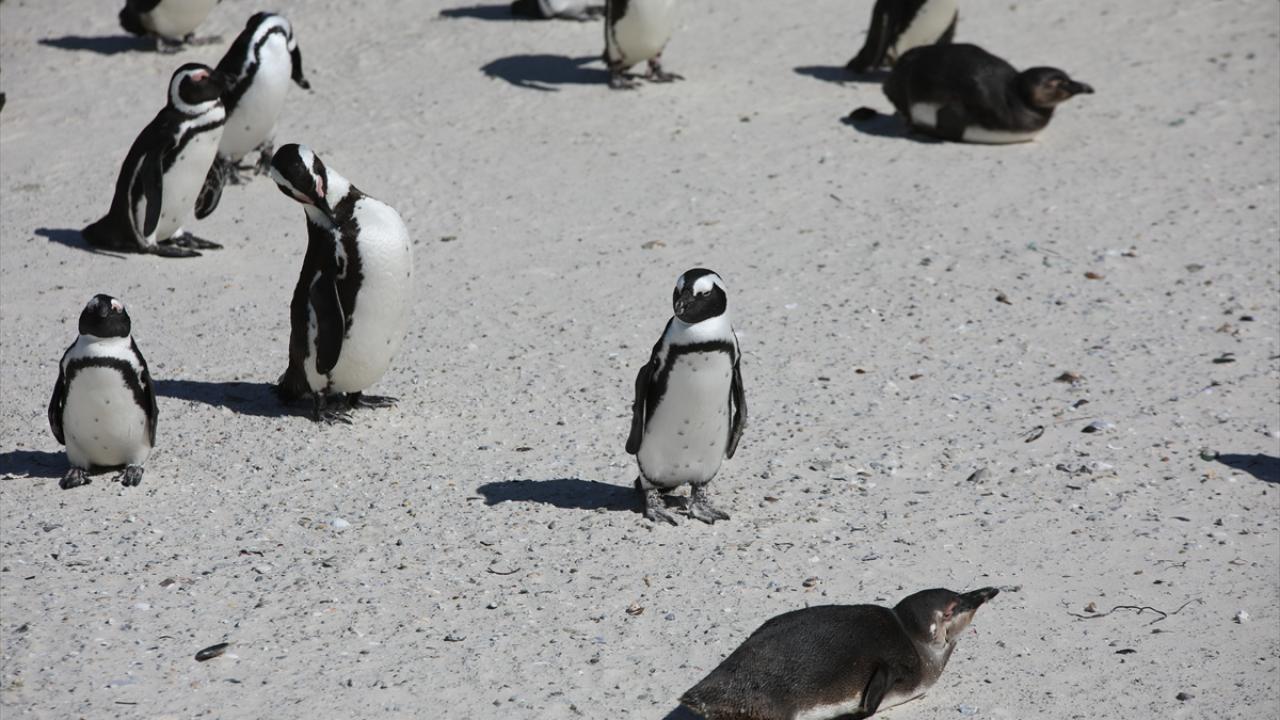 "Balıkçılar ve Afrika penguenleri, aynı yiyecek kaynağı için doğrudan rekabet halinde"
