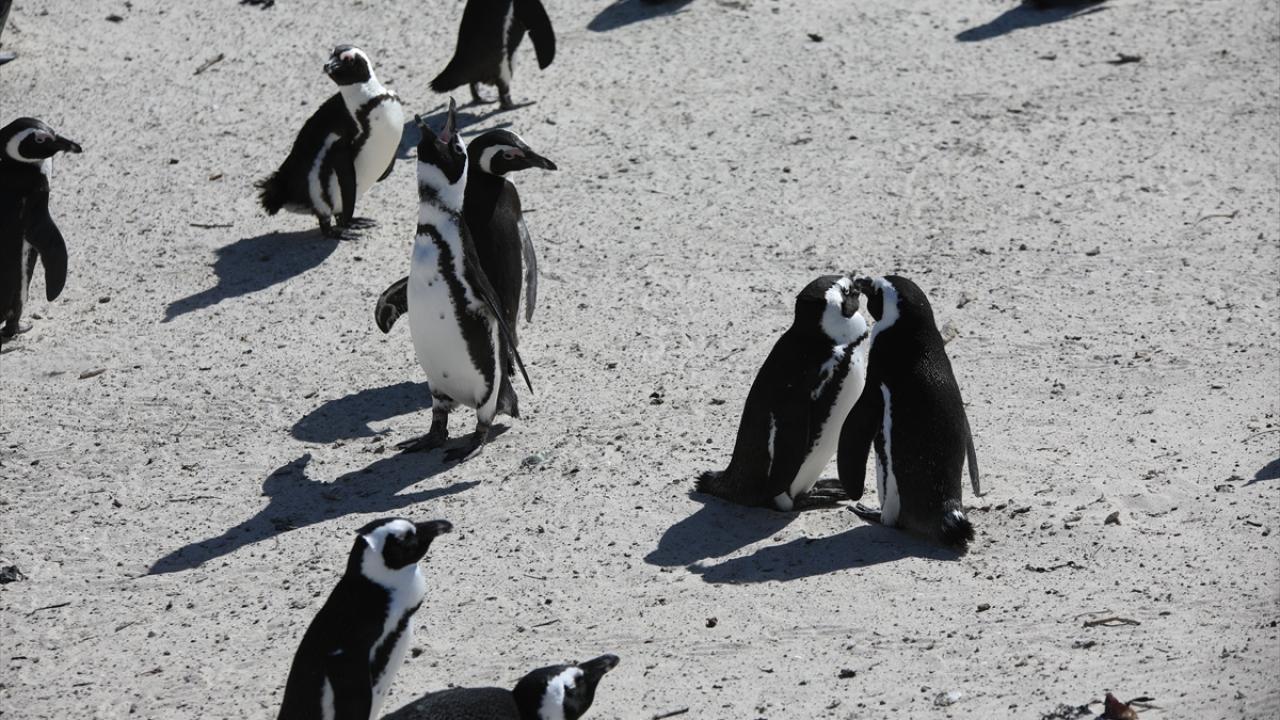 "Son modelleme, Afrika pengueninin neslinin 2035`e kadar tükeneceğini gösteriyor"