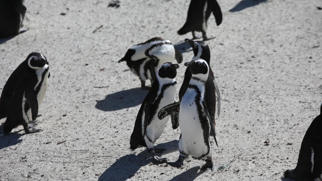 Petrol sızıntıları ve iklim değişikliği