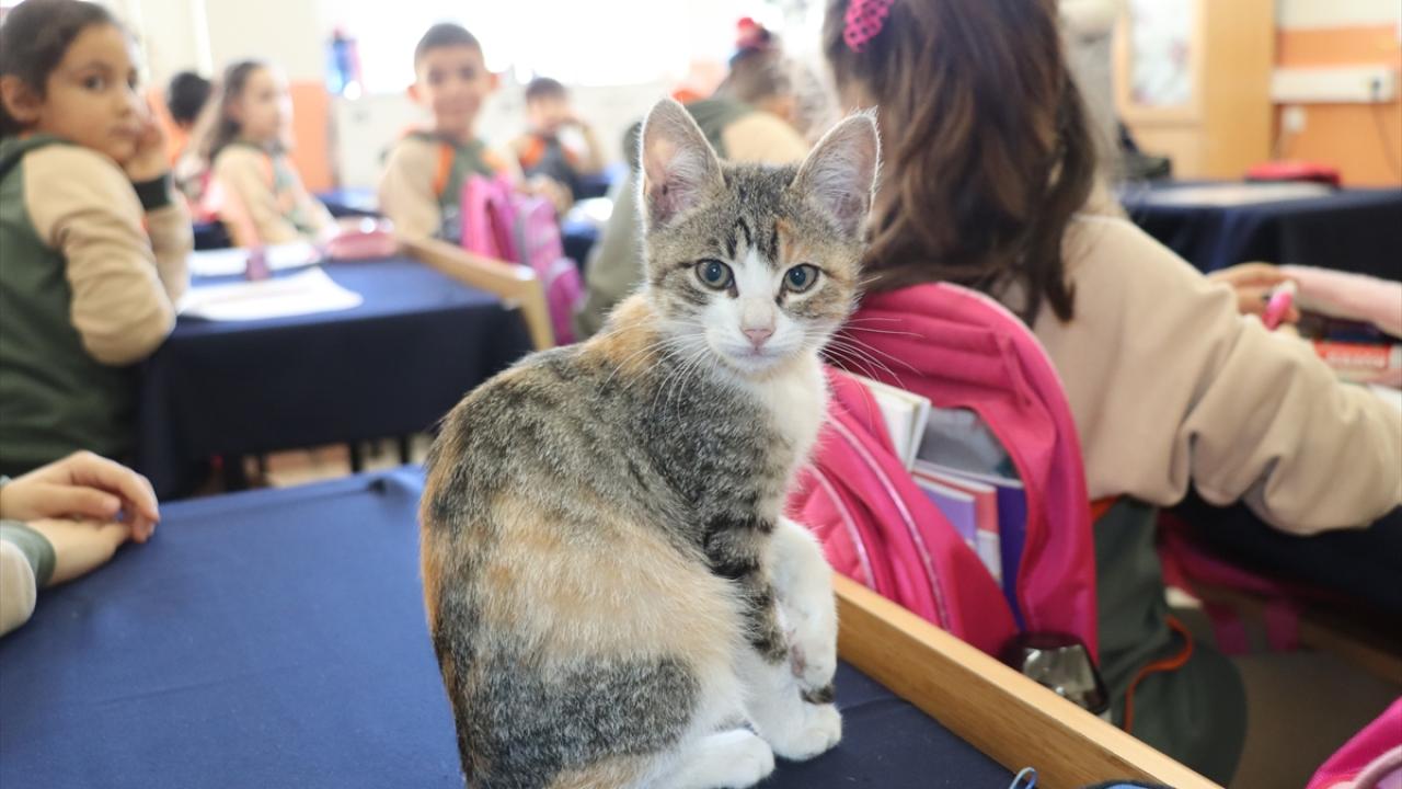 Kedi "Karamel" sınıfın parçası haline geldi