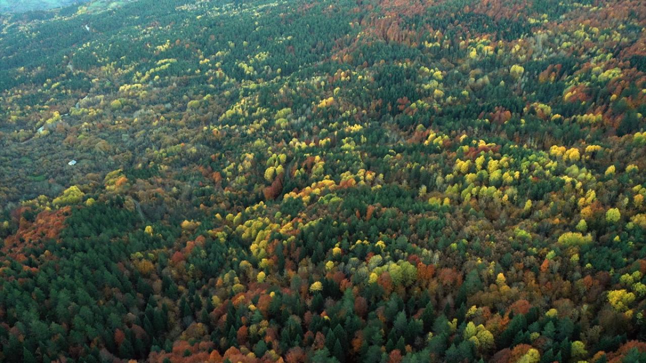 Küre Dağları'nda hazan renkleri hakim oldu
