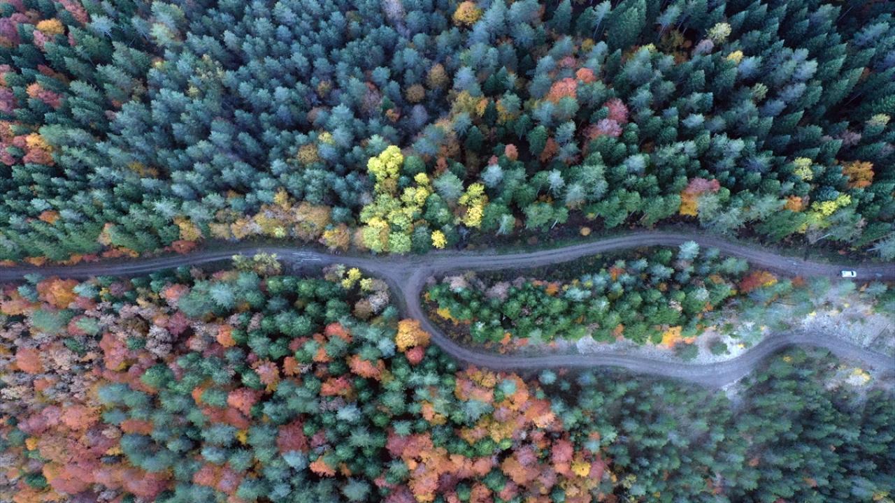 Küre Dağları'nda hazan renkleri hakim oldu