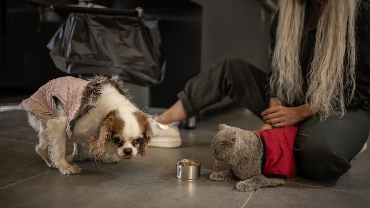 "Eski kilosuna gelmesini engelleyecek güzel bir yuva olursa sahiplendireceğiz"