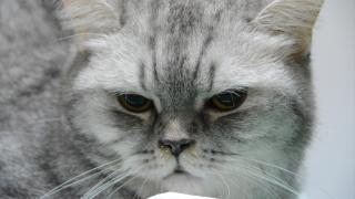 Sürekli hapşıran kedi sağlığına kavuştu