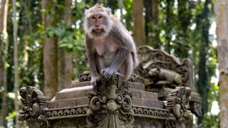 Bali Adası'nın Maymun Ormanı, her yıl çok sayıda turist ağırlıyor