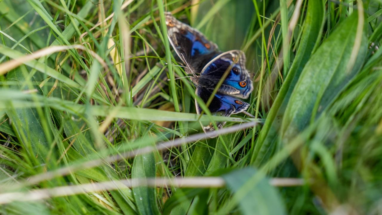 "İlk kayıt buradan verildiği için ismi `Dicle Güzeli` olmuş"