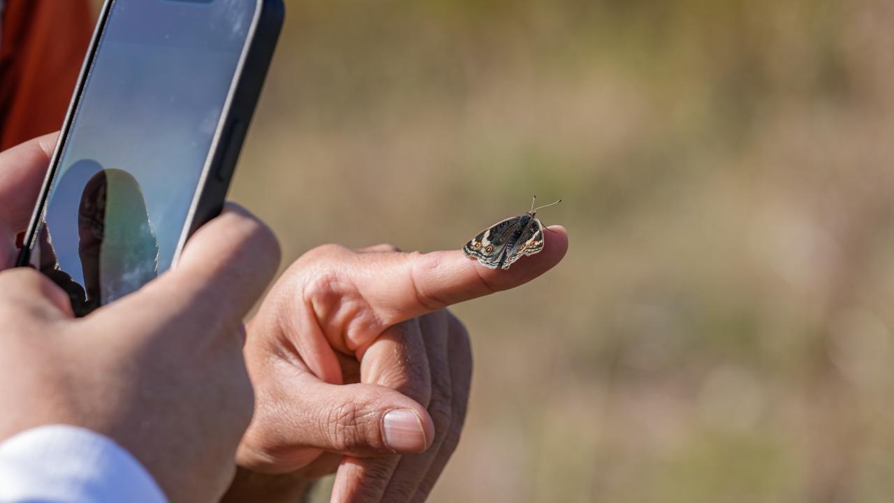 "Türkiye`nin en güzel kelebeklerinden biri"