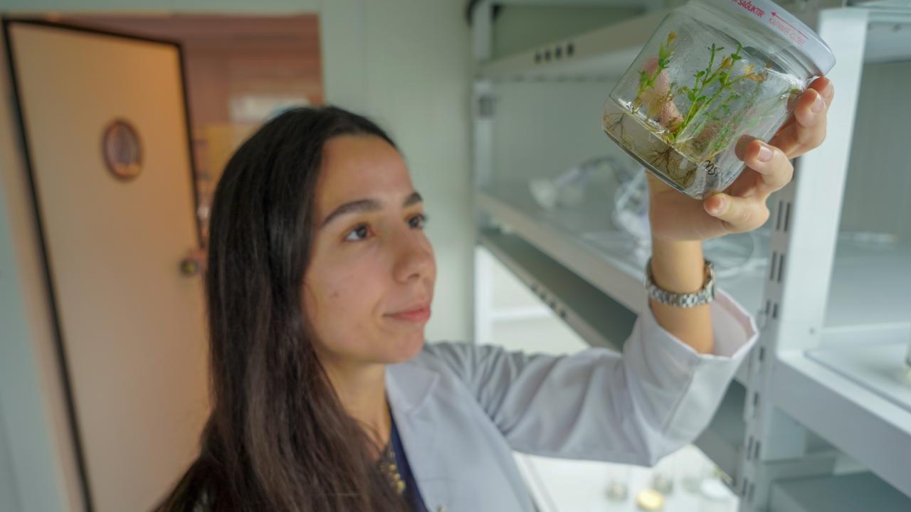 "Bitkileri doku kültürüyle laboratuvar ortamında üretebiliyoruz"