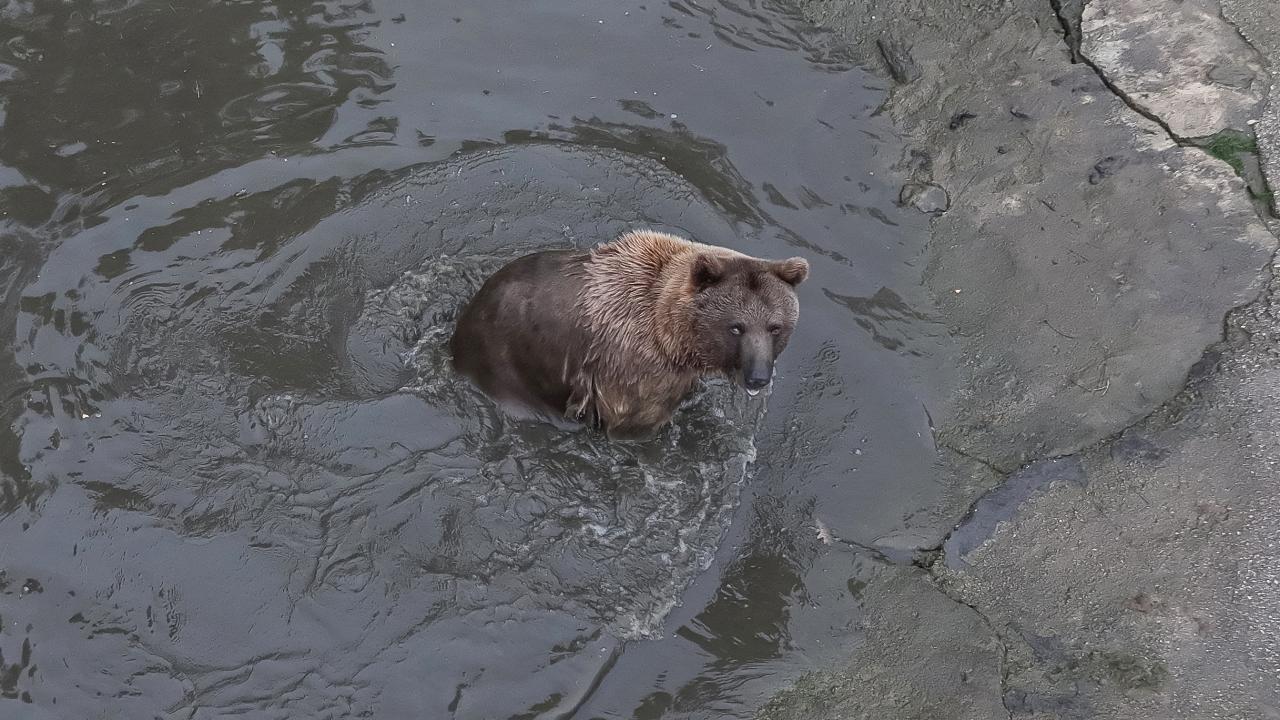 "Her hayvana 6-7 kilogram olacak şekilde beslenme programı uyguluyoruz"