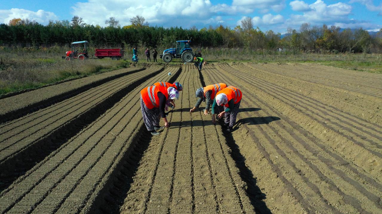 Hem çıplak köklü hem de ambalajlı fidan üretiliyor