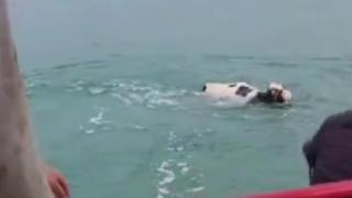 Kasaptan kaçan dana Van Gölü'ne girdi