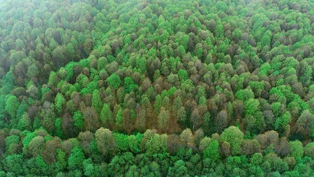 Bu kasabada ağaçlara insanlarla aynı haklar tanındı haber görseli