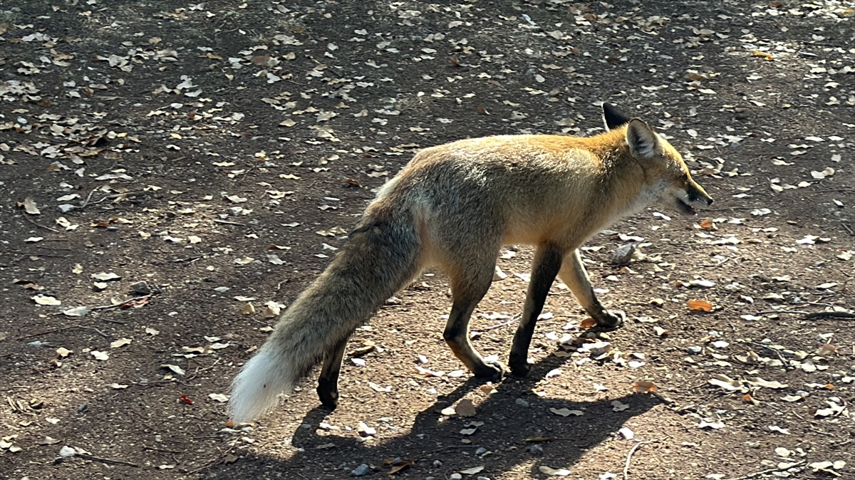 "Çok sevimliler, 5-6 tane tilki saydık"
