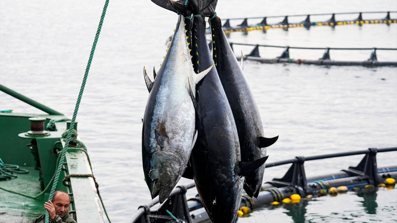 Dev çiftliklerde yetiştiriliyor