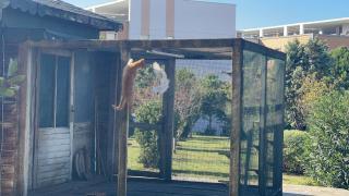 Kafesin içindeki güvercini yakalamak için yapmadığı kalmadı