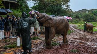 Kenya'daki fillerin yuvası: Sheldrick Fil Yetimhanesi
