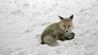 Tilkilerin kar eğlencesi