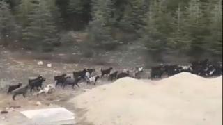 Başıboş köpekler bu kez de keçi sürüsüne saldırdı