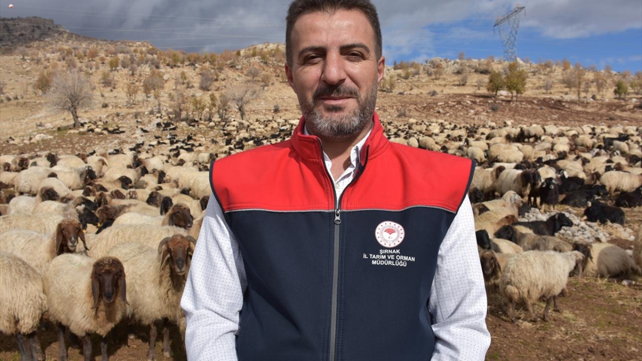 Hayvanlar yaz kış sağlık taramasından geçiriliyor