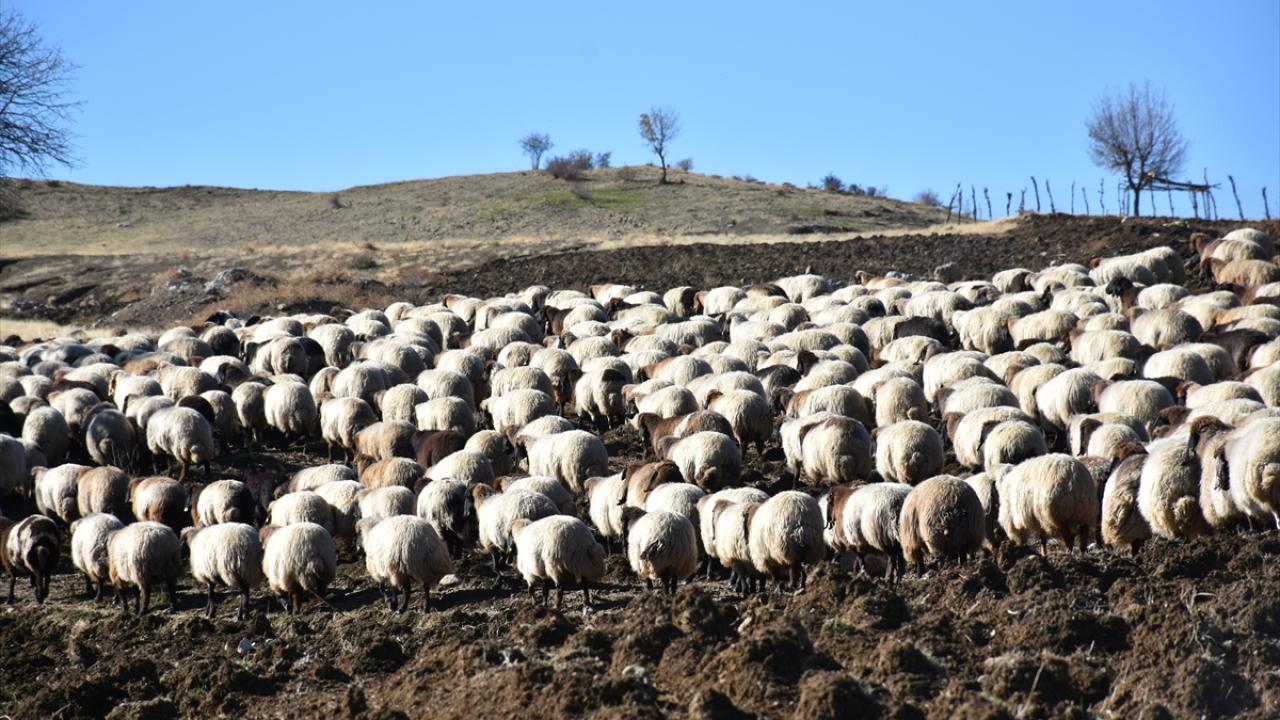 "Yılın 4 ayı sürülerimizle yollarda geçiyor"
