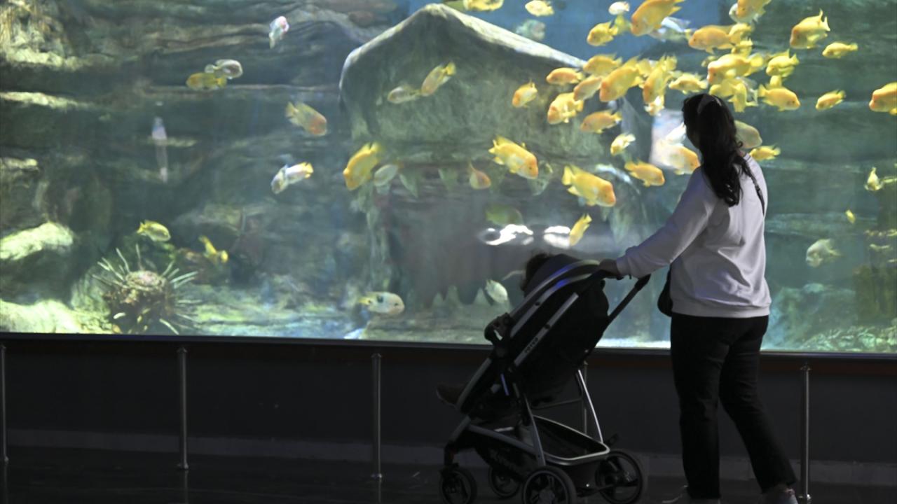 "Vatozlar, kuyruklarında iğneyi karşısındakine batırıp zehirleyebilir"