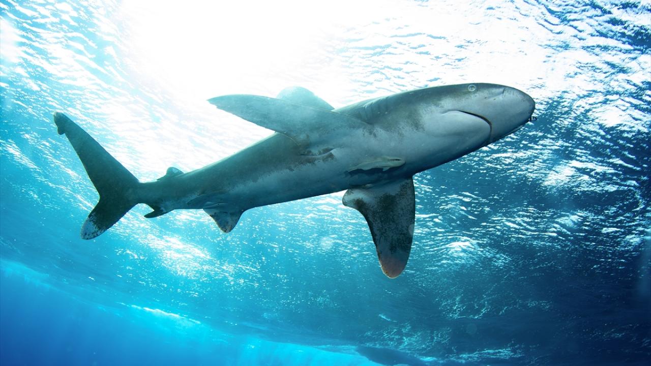 "Oldukça fazla sayıda yunus görüyoruz"