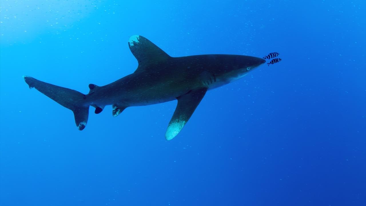 Özellikle yüzgeçleri için avlıyorlar