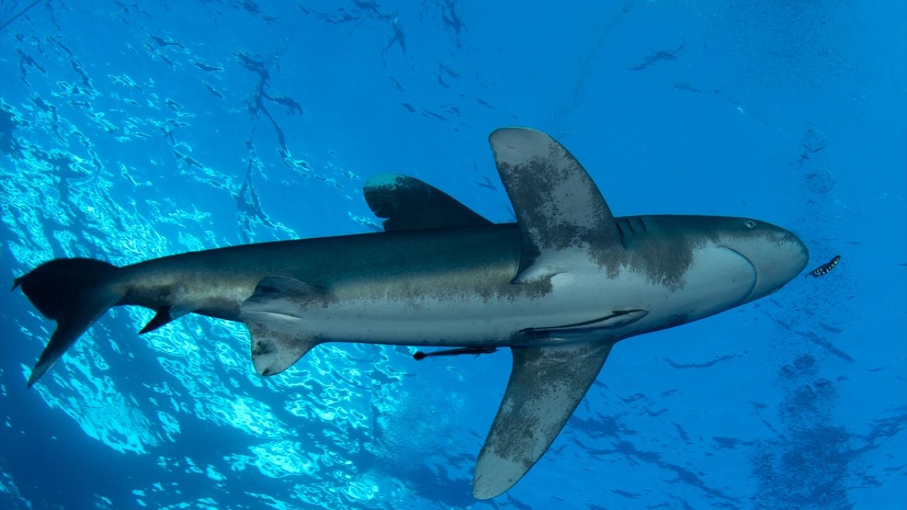 "Yaptığımız her dalış çok heyecanlı geçti"