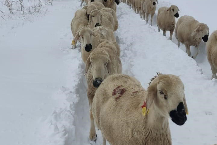 Yüzlerce koyun donmaktan son anda kurtuldu
