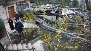 İstanbul'da fırtına ağaç devirdi: 1 yaralı