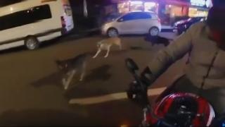 Başıboş köpekler motosikletliye işte böyle saldırdı