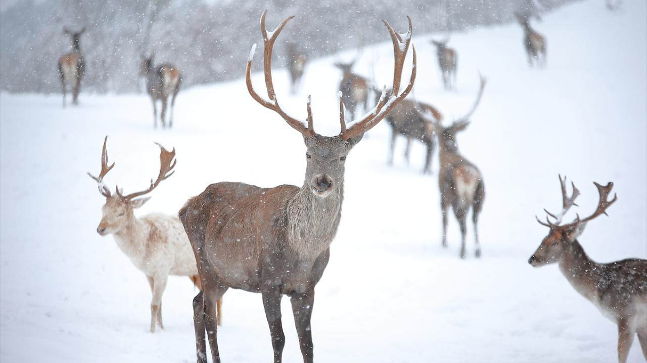 Çorum Belediyesi çalışanları karla kaplanan alana ot ve yem bırakıyor