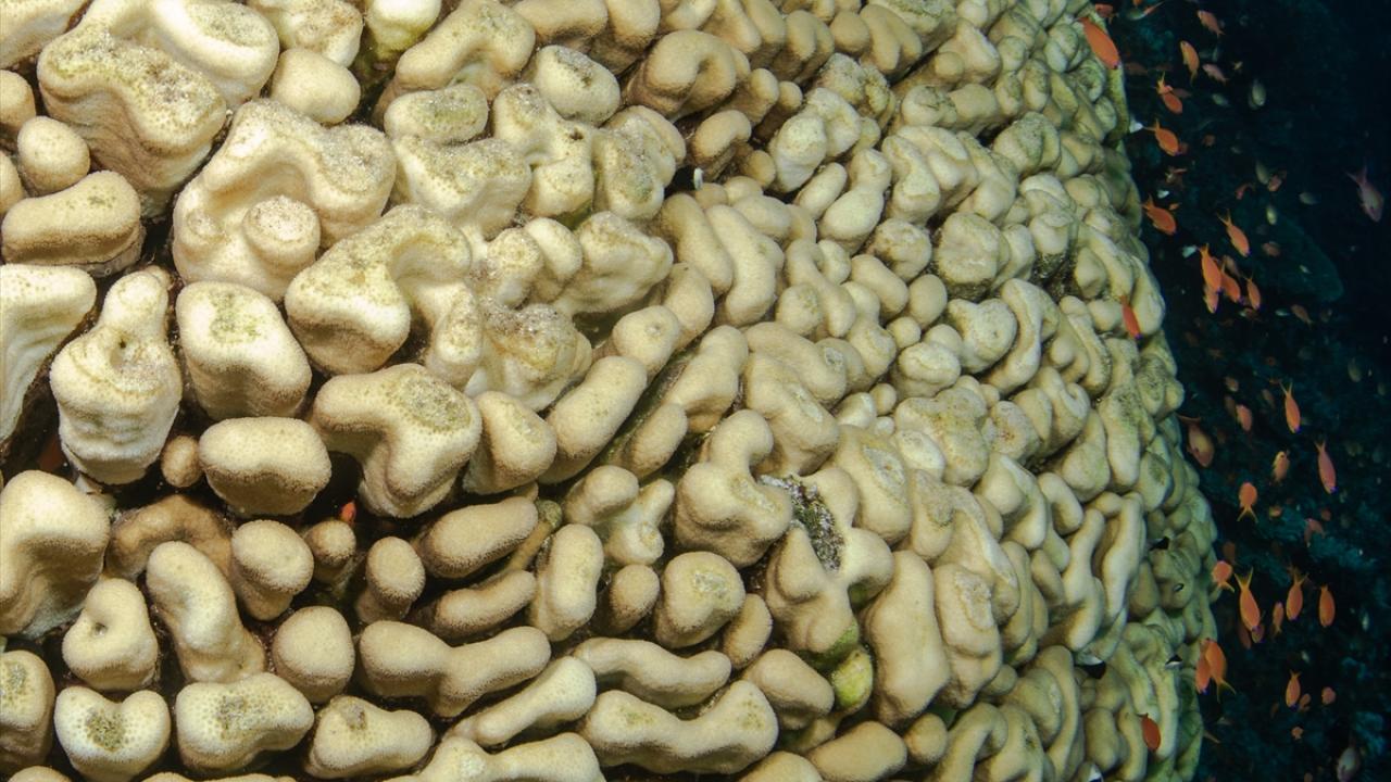 "Mısır`da mercanlar çok iyi korunuyor"