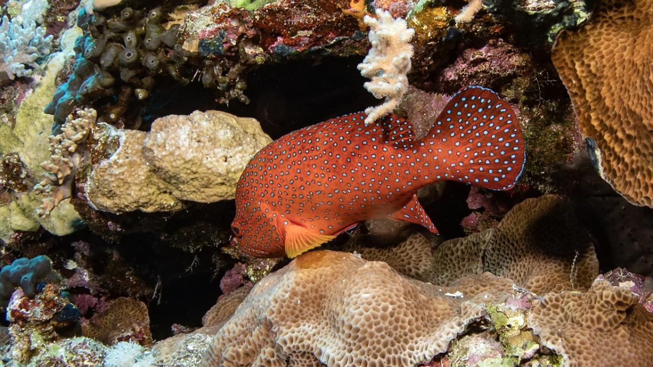 "Mercan dalışları dünyadaki en önemli lokasyonlardan biri"