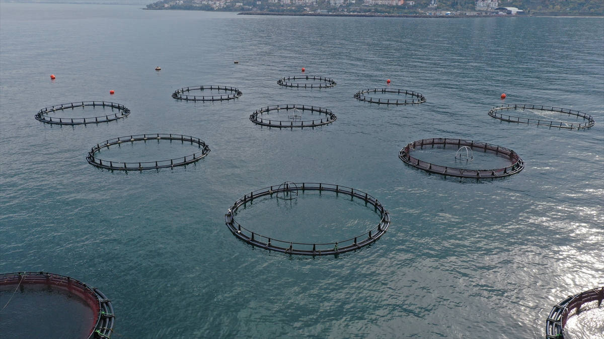 İhracat 213 tondan 1527 tona yükseldi