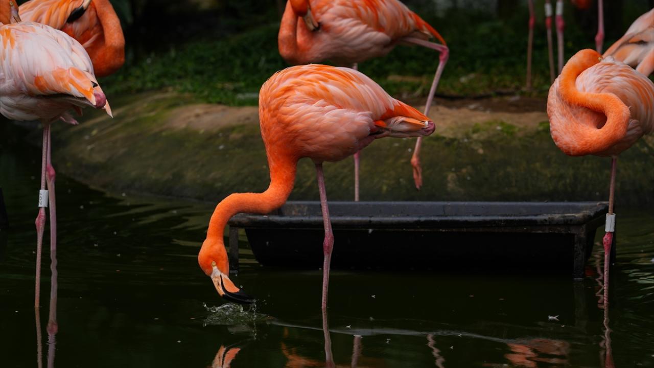 Flamingolar