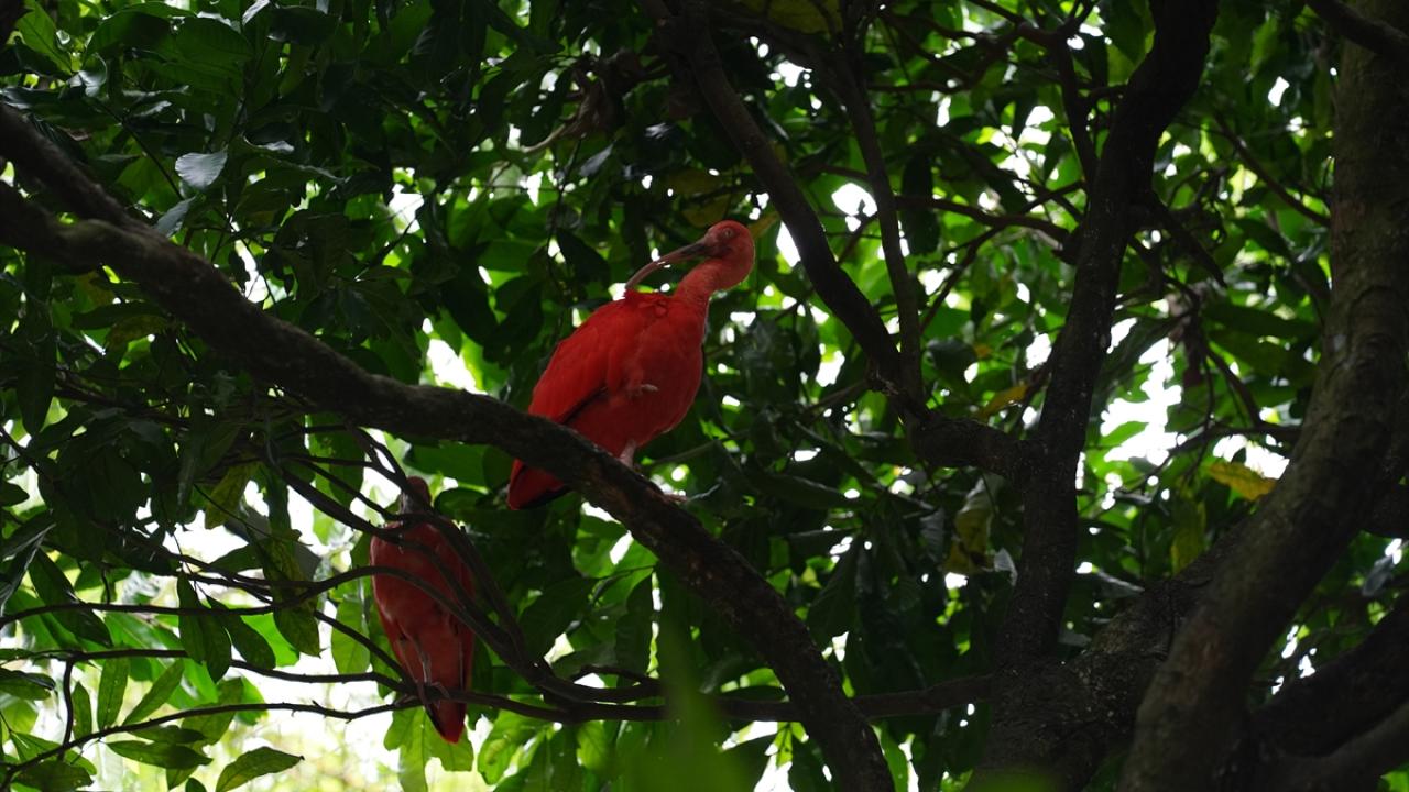 Kızıl İbis kuşları