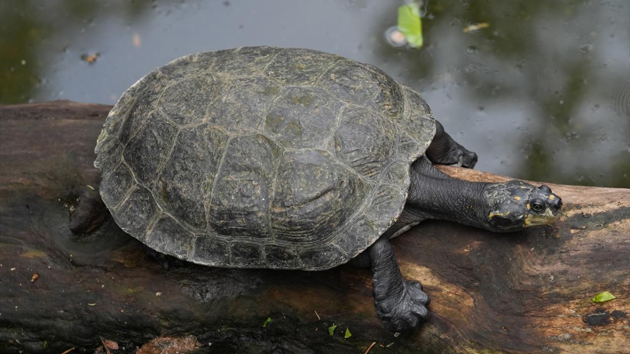 Amazon kaplumbağaları 
