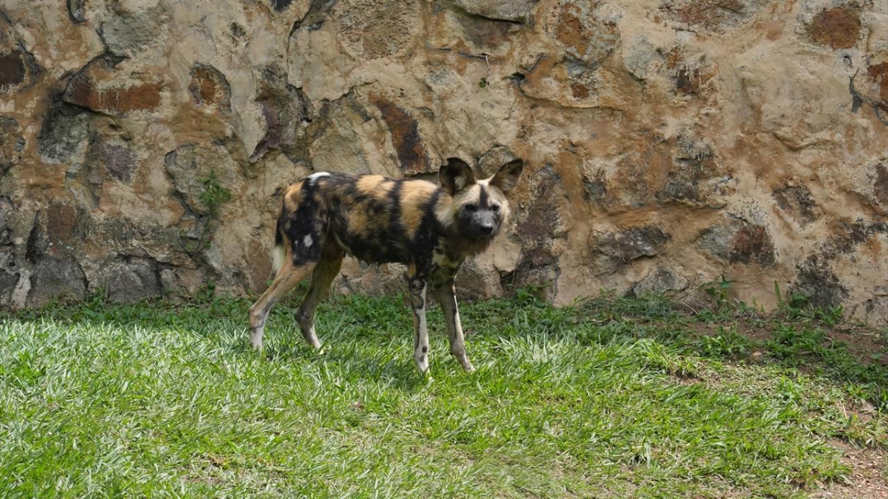 Afrika yaban köpeği
