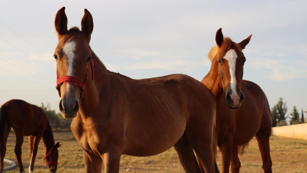 Şu an 12 bin safkan Arap atı var