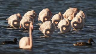 Anadolu'nun "allı turnası" kışı Gediz Deltası'nda geçiriyor