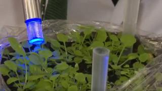 Türkiye uzayda tohum ıslahı başlattı