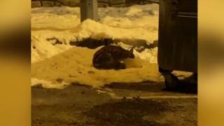 Erzurum'da nesli tehlike altında olan vaşak görüntülendi