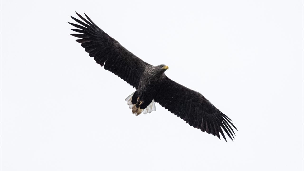 Danimarka'nın göçmen kuşları