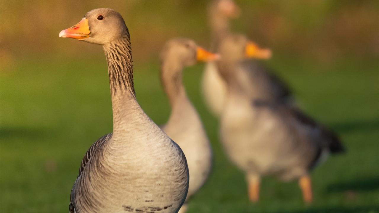 Danimarka'nın göçmen kuşları