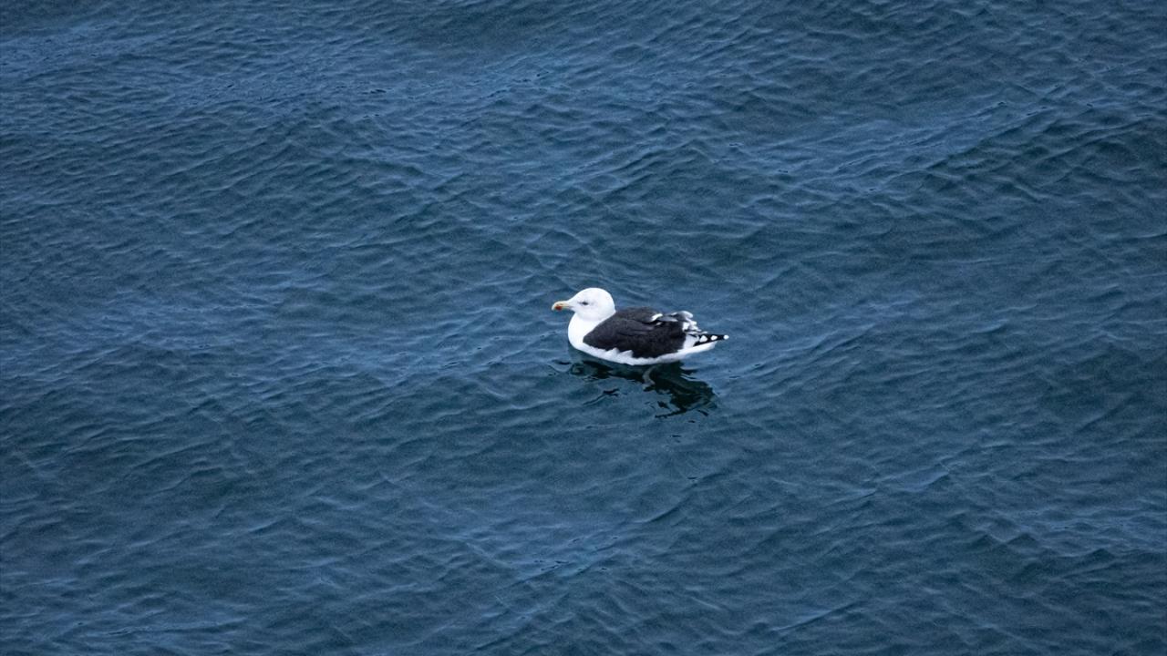 Büyük Karasırtlı Martı
