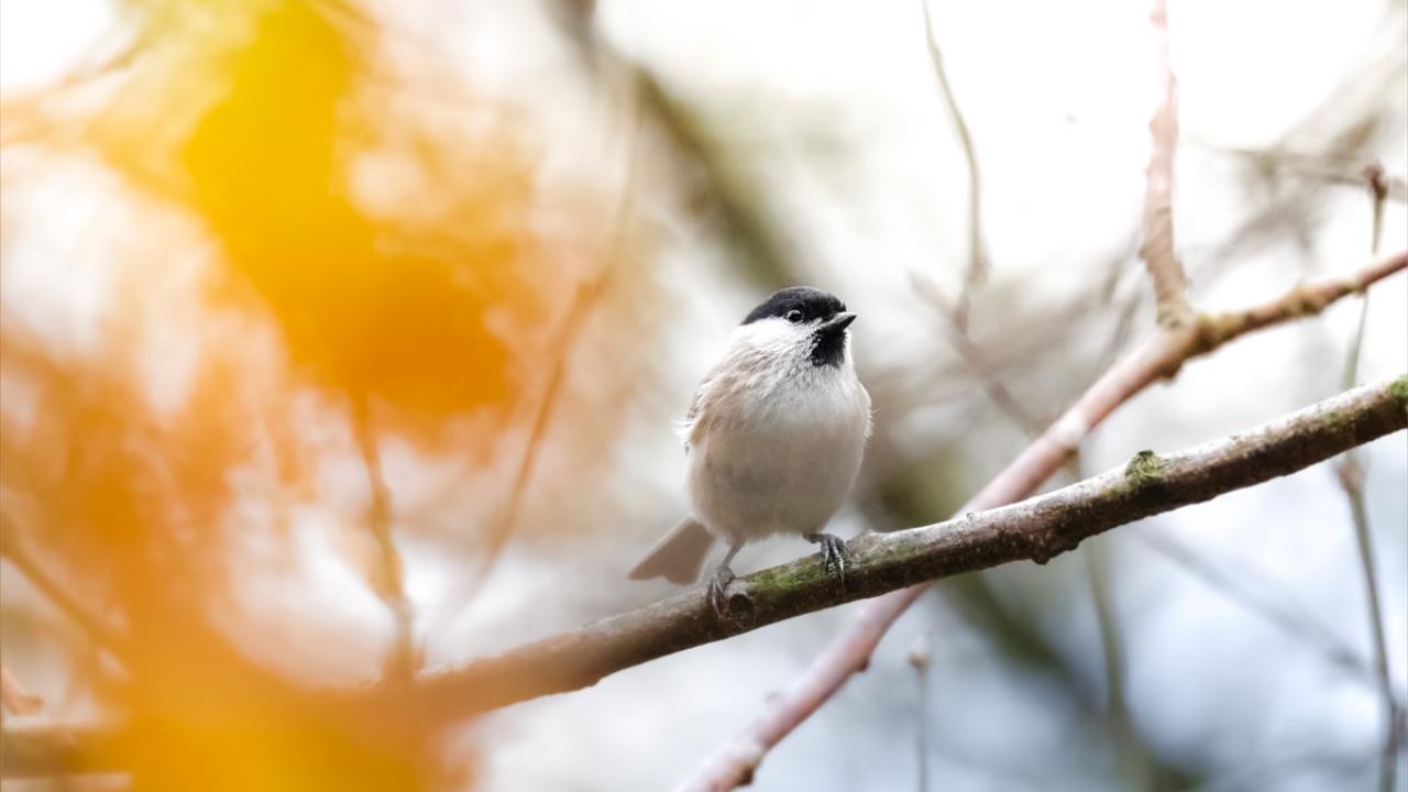 Kayın Baştankarası