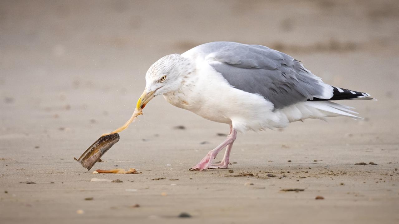 Kuzey Gümüş Martı