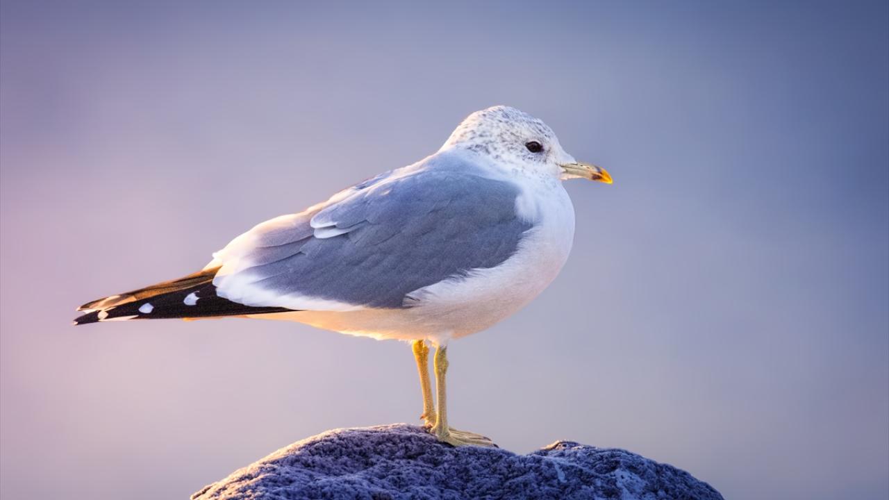 Küçük Gümüş Martı