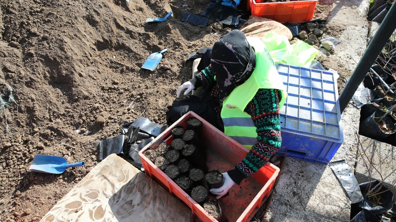 "Van meyvecilik üssü olacak"